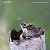 Spotted Flycatcher