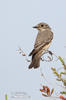 Spotted Flycatcher