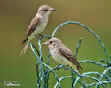 Spotted Flycatcher