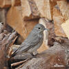 Spotted Flycatcher