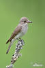 Spotted Flycatcher