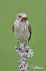 Spotted Flycatcher