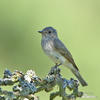 Spotted Flycatcher