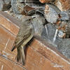 Spotted Flycatcher