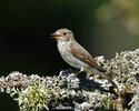 Spotted Flycatcher