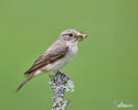 Spotted Flycatcher