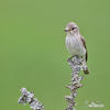 Spotted Flycatcher