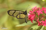 Spotted Glasswing