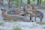 Spotted hyena