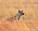 Spotted hyena