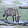 Spotted hyena