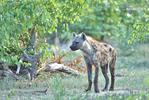 Spotted hyena