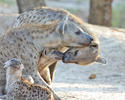 Spotted hyena