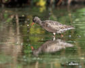 Spotted Redshank