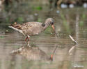 Spotted Redshank