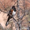 Spotted Towhee