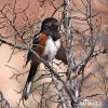 Spotted Towhee