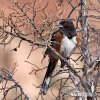 Spotted Towhee