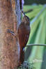 Spotted Woodcreeper