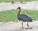 Spur-winged Goose