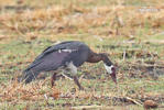 Spur-winged Goose