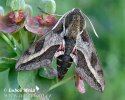 Spurge Hawkmoth