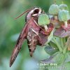 Spurge Hawkmoth