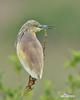 Squacco Heron