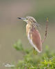 Squacco Heron