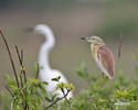 Squacco Heron