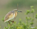 Squacco Heron