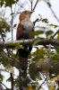 Squirrel Cuckoo