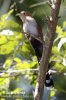 Squirrel Cuckoo