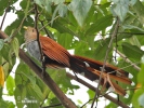 Squirrel Cuckoo