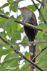 Squirrel Cuckoo