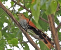 Squirrel Cuckoo