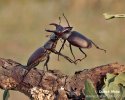 Stag Beetle