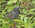 Starling