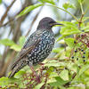 Starling