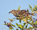 Starling