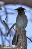 Steller´s Jay