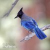 Steller´s Jay