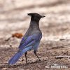 Steller´s Jay