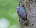 Stock Dove