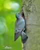 Stock Dove