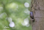 Stock Dove