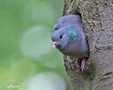 Stock Dove