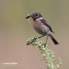 Stonechat