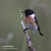 Stonechat