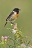 Stonechat